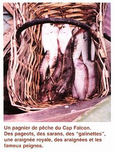 CO i- 045- Cap Falcon
